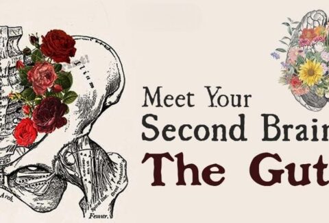 Meet-Your-Second-Brain-The-Gut-1-1 (1)